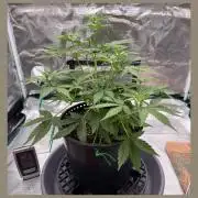 Medusa F1 Auto (RQS)
