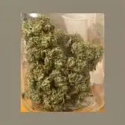Unknown Autoflower #1