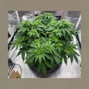 GCA #2