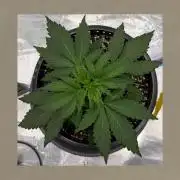 GCA #2
