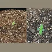 Medusa F1 Auto (RQS)