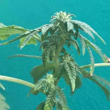 Gonna be grower
