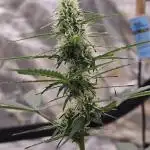 Fast buds Gorilla cookies grow