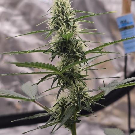 Fast buds Gorilla cookies grow