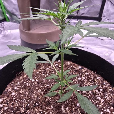 Fast buds Gorilla cookies grow