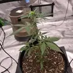 Fast buds Gorilla cookies grow