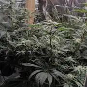 Strawberry Lemonade DWC