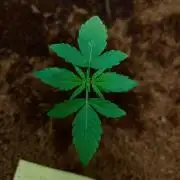 Gorilla Cookies Auto in coco-coir