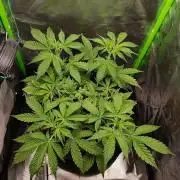Gorilla Cookies Auto in coco-coir