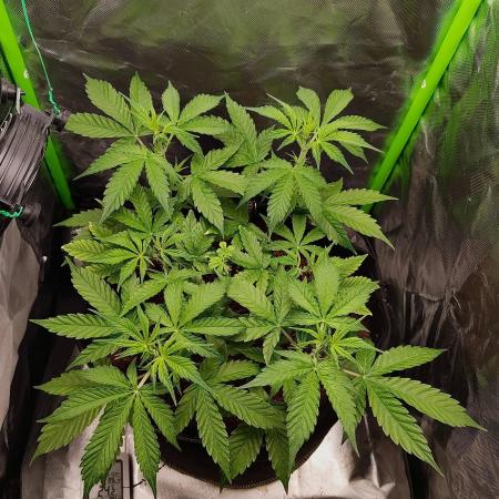 Gorilla Cookies Auto in coco-coir