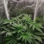 Strawberry Lemonade DWC