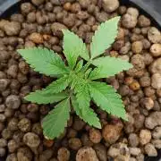 Strawberry Lemonade DWC