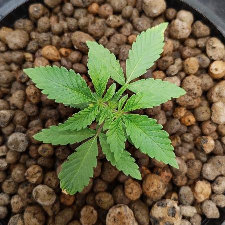 Strawberry Lemonade DWC