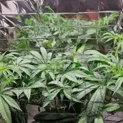 Strawberry Lemonade DWC