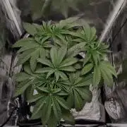 Strawberry Lemonade DWC