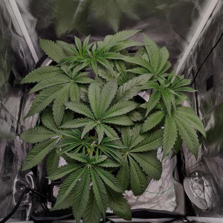 Strawberry Lemonade DWC