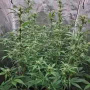 Gorilla Cookies Auto in coco-coir