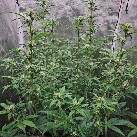 Gorilla Cookies Auto in coco-coir
