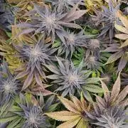 Runtz Muffin DWC