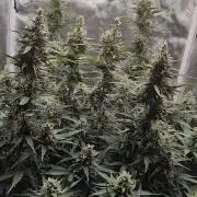 Gorilla Cookies Auto in coco-coir