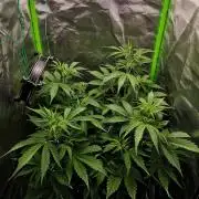 Gorilla Cookies Auto in coco-coir