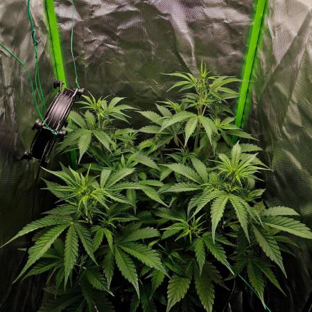 Gorilla Cookies Auto in coco-coir