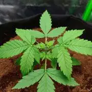 Gorilla Cookies Auto in coco-coir