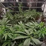 Strawberry Lemonade DWC