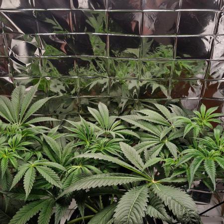 Strawberry Lemonade DWC