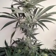 Strawberry Lemonade DWC