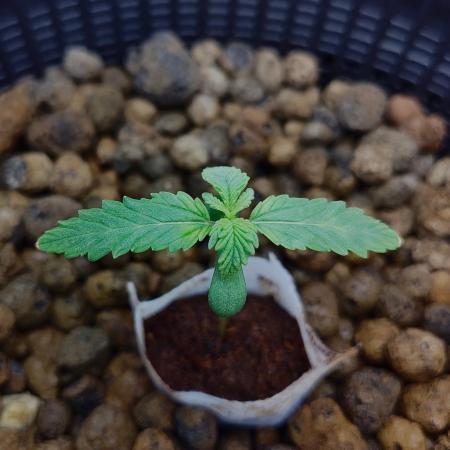 Strawberry Lemonade DWC