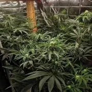 Strawberry Lemonade DWC