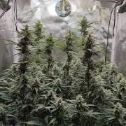 Gorilla Cookies Auto in coco-coir