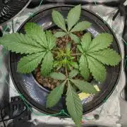Strawberry Lemonade DWC