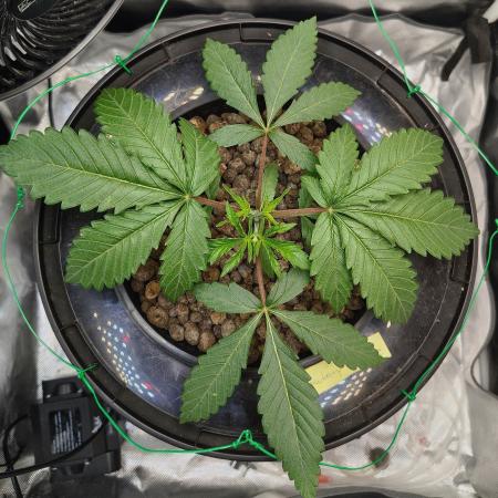 Strawberry Lemonade DWC