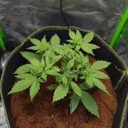 Gorilla Cookies Auto in coco-coir