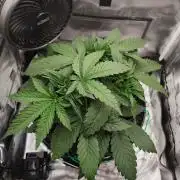 Strawberry Lemonade DWC