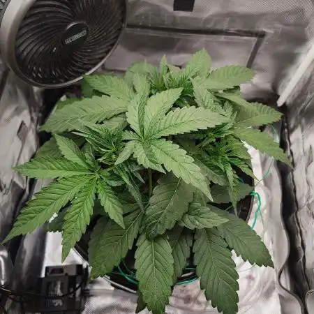 Strawberry Lemonade DWC