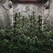 Gorilla Cookies Auto in coco-coir
