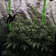 Gorilla Cookies Auto in coco-coir