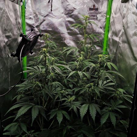 Gorilla Cookies Auto in coco-coir