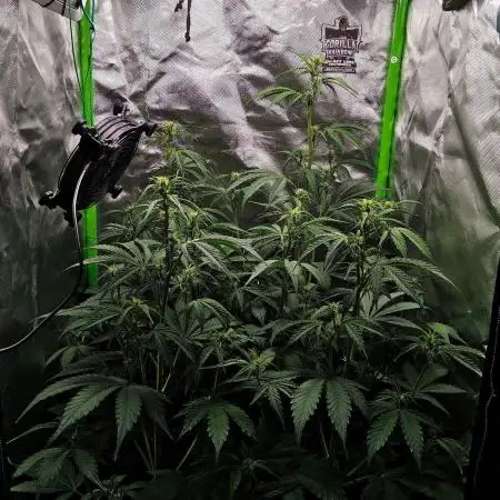 Gorilla Cookies Auto in coco-coir