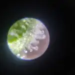 Northern Light Auto RQS 