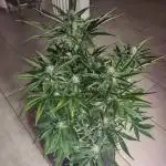 Northern Light Auto RQS 