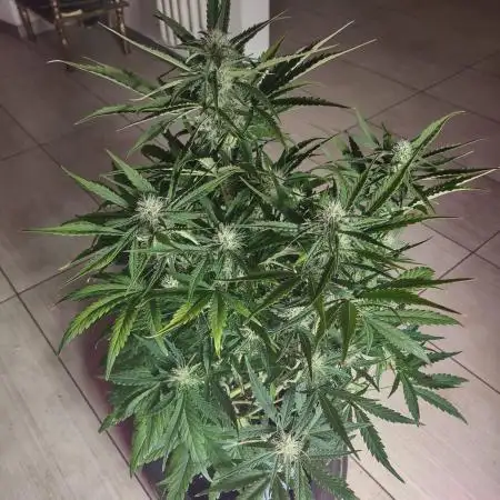 Northern Light Auto RQS 