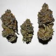 6 Plants,5 Strains (Ripper/Exotic Seeds)