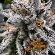 6 Plants,5 Strains (Ripper/Exotic Seeds)