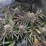 6 Plants,5 Strains (Ripper/Exotic Seeds)