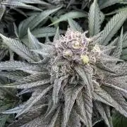 6 Plants,5 Strains (Ripper/Exotic Seeds)