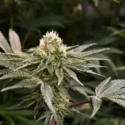 6 Plants,5 Strains (Ripper/Exotic Seeds)